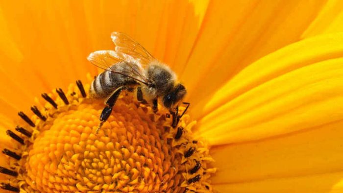 Scopri di più sull'articolo Proteggere l’ape nera in Svizzera: un imperativo per la biodiversità